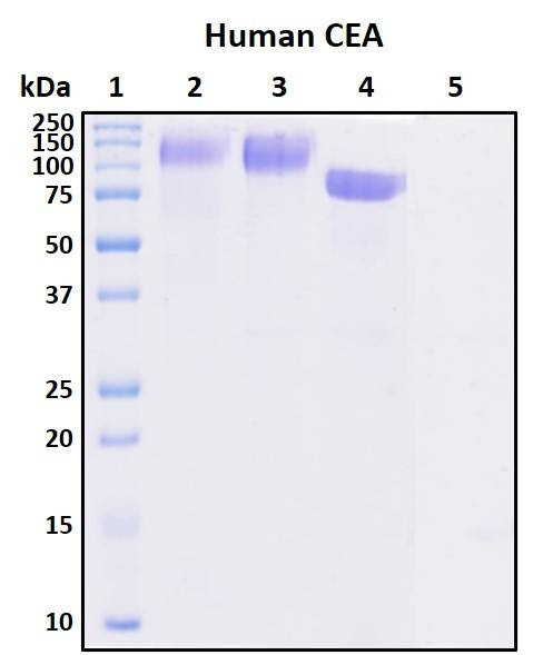 Recombinant Human Carcinoembryonic Antigen (CEA) Protein