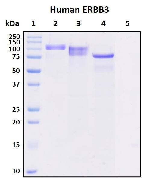 Recombinant Human erbB-3 (HER3) Protein
