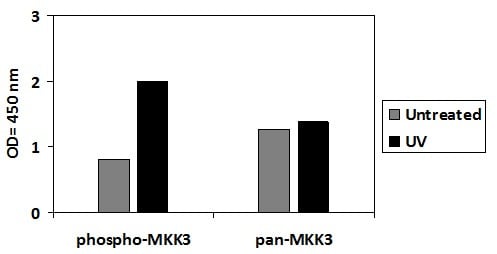 Phospho-MKK3 (S189) ELISA Kit
