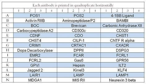 Human Cytokine Array Q14