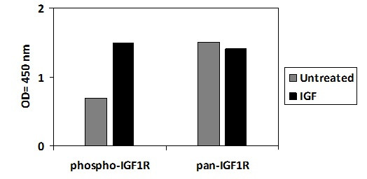 Human Phospho-IGF1R (Y1165/1166) Kit