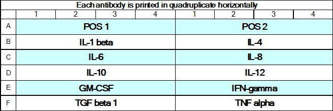 Porcine Cytokine Array GS1