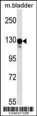 Anti-Map3k6 (N-term) Antibody