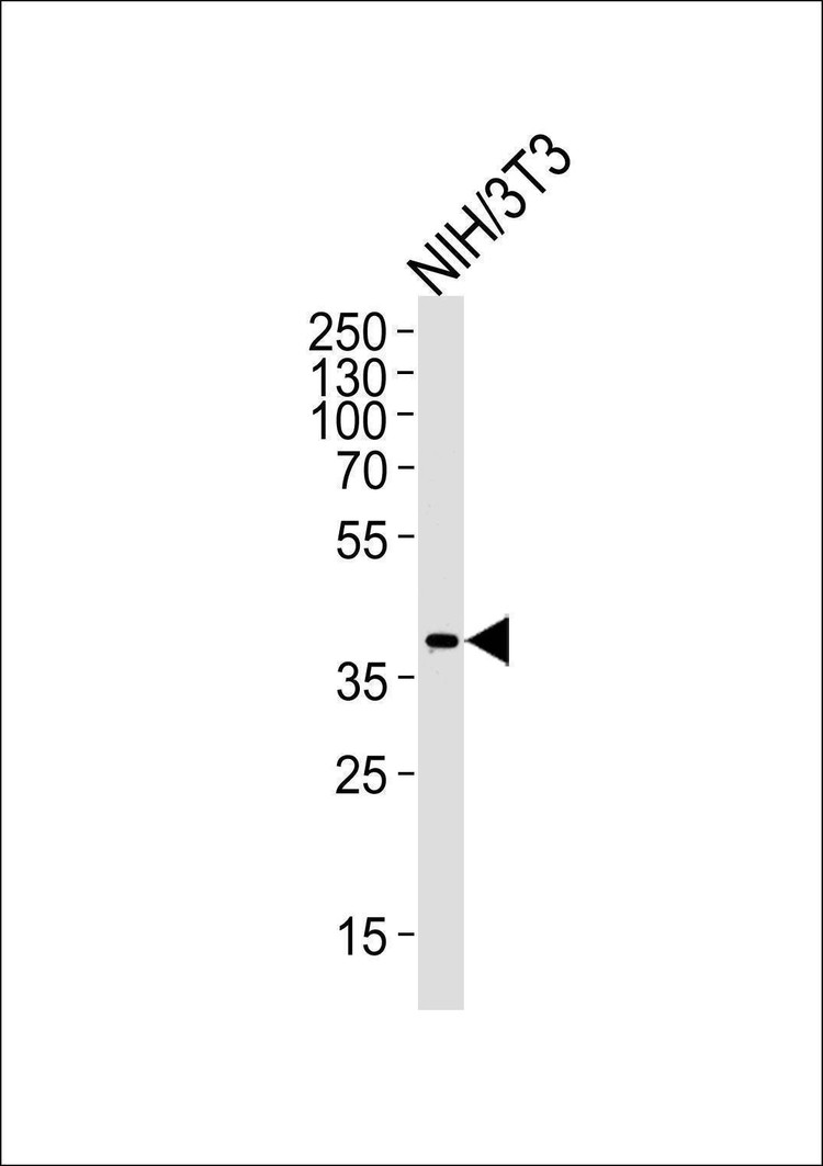 Anti-Mouse Mapk11 (N-term) Antibody