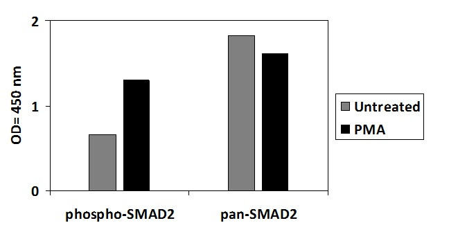 Phospho-SMAD2 (SER245/250/255) ELISA Kit