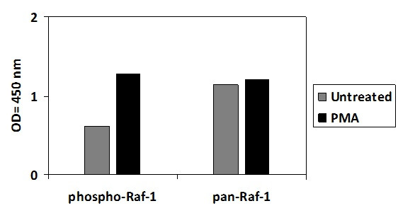 Phospho-Raf-1 (Ser301) ELISA Kit