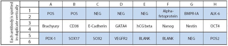 Human Stem Cell Array C1