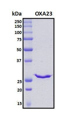 Recombinant Acinetobacter Beta-lactamase OXA-23 Protein