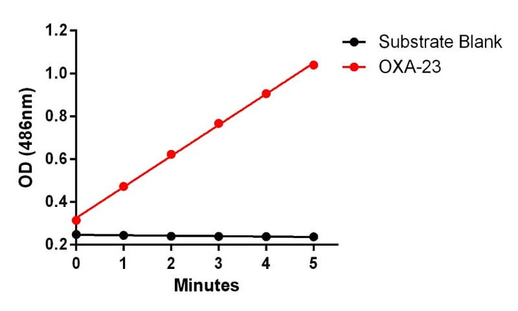 Measured by its ability to hydrolyze Nitrocefin.