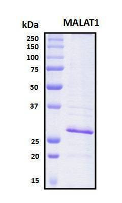 Recombinant Human MALAT1 Protein, Antigen Grade