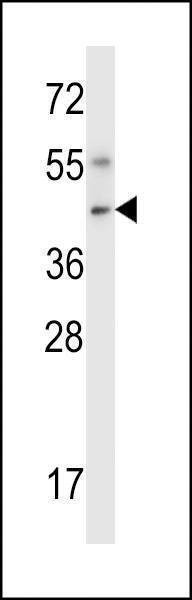 Anti-Nim1 (C-term) Antibody