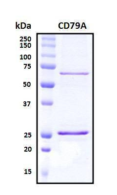 Recombinant Human CD79A Protein