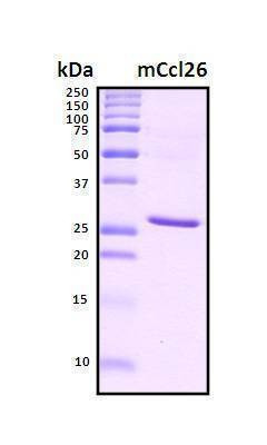 Recombinant Mouse Ccl26 (Eotaxin-3) Protein