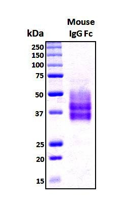 Recombinant Mouse IgG2b-Fc Protein, HEK293