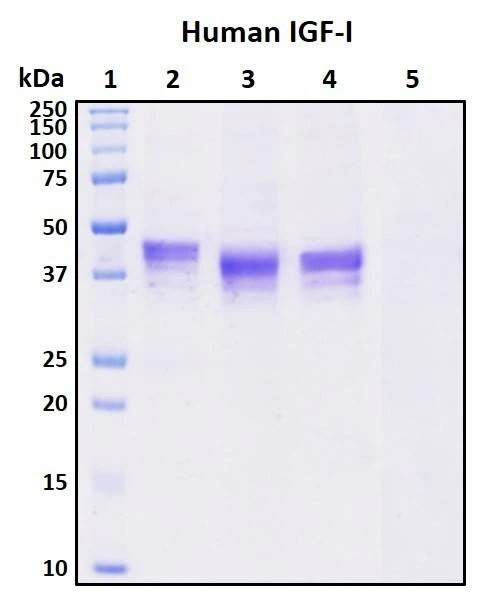 Recombinant Human Insulin-like growth factor I (IGF-I) Protein