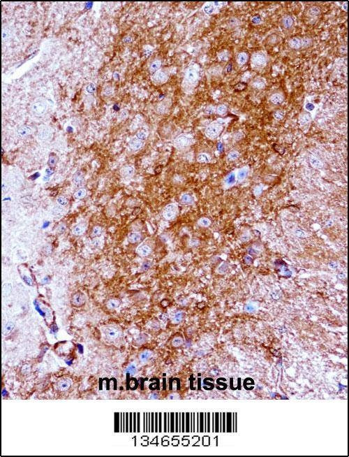 Anti-Mouse Ntrk2 (Center) Antibody