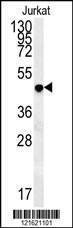 Anti-DAO (Center) Antibody
