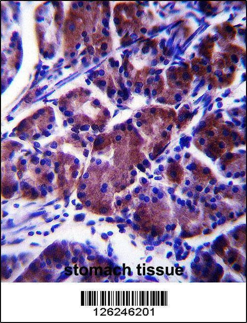 Anti-LYPL1 (Center) Antibody