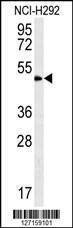 Anti-ZNF154 (N-term) Antibody