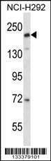 Anti-CD163L1 (C-term) Antibody