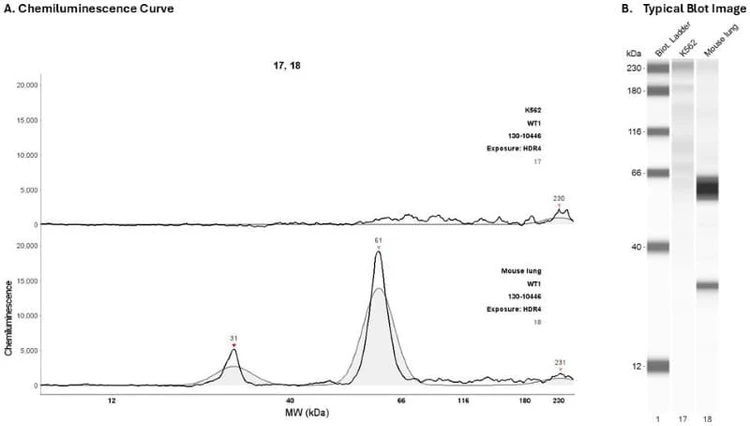 Cell Lysate: K562; mouse lung | Secondary Ab: Mouse | Exposure: HDR4 | Expected MW (kDa): 49
