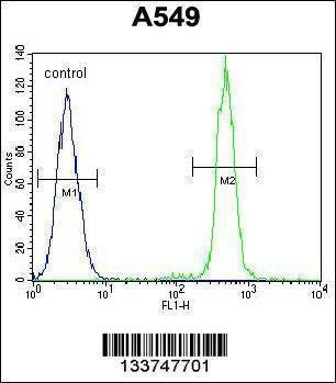 Anti-TCF3 (C-term) Antibody