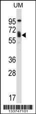 Anti-TCF3 (C-term) Antibody