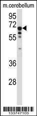 Anti-TCF3 (C-term) Antibody
