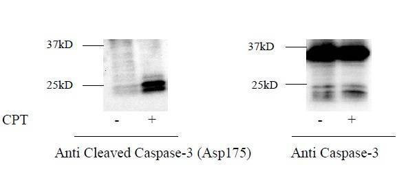 Human Cleaved-Caspase-3 (D175) and Caspase-3 ELISA Kit