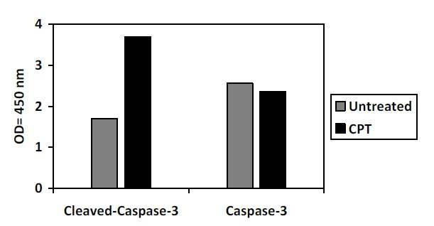 Human Cleaved-Caspase-3 (D175) and Caspase-3 ELISA Kit