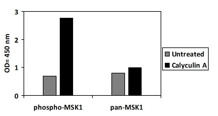 Human Phospho-MSK1 (S376) ELISA Kit