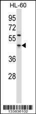 Anti-PDCD4 (Center) Antibody