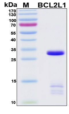 Recombinant Human Bcl2-L-1 Protein