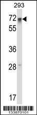Anti-RFX5 (Center) Antibody