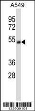 Anti-CHRNA5 (Center) Antibody