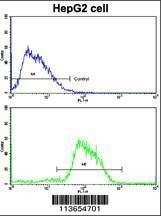 Anti-CDH4 (N-term) Antibody