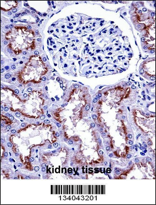 Anti-NOX4 (N-term) Antibody