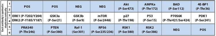 Human/Mouse AKT Pathway Phosphorylation Array C1