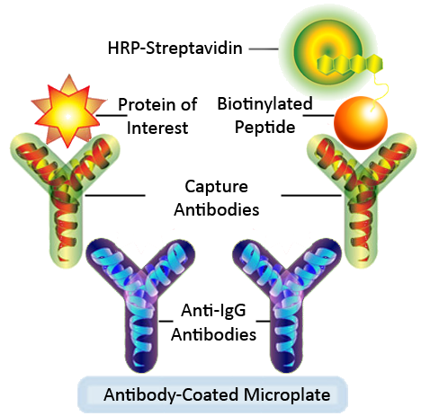 Nesfatin ELISA Kit
