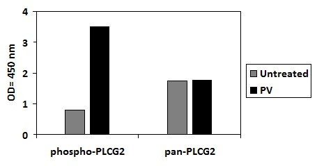 Phospho-PLCG2 (Tyr753) ELISA Kit
