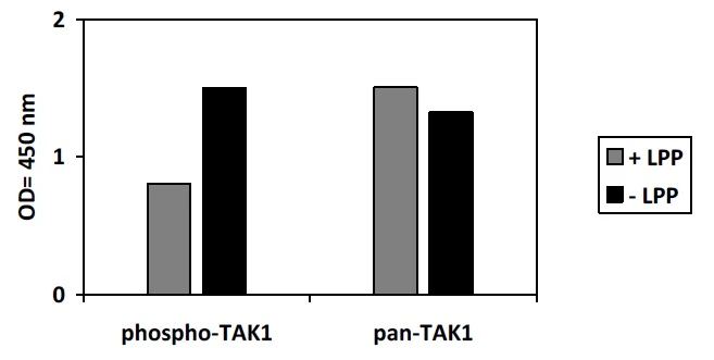 Human Phospho-TAK1 (Ser412) ELISA Kit