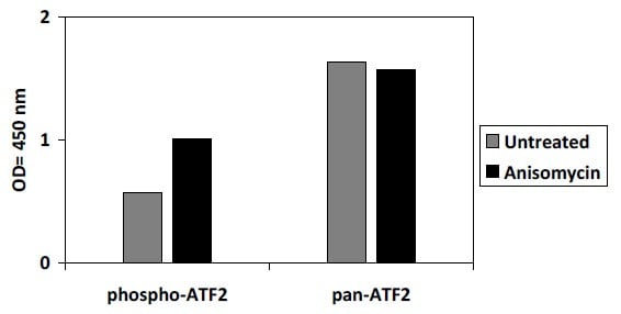 Phospho-ATF2 (Thr69/71) ELISA Kit