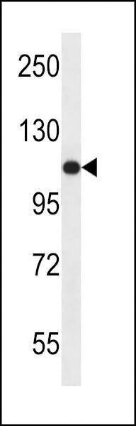 Anti-USO1 (C-term) Antibody