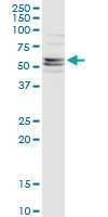 Anti-CFLAR Antibody