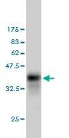 Anti-CFLAR Antibody