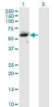 Anti-CFLAR Antibody
