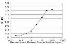Anti-CFLAR Antibody