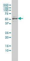 Anti-CFLAR Antibody
