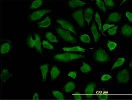 Anti-CFLAR Antibody