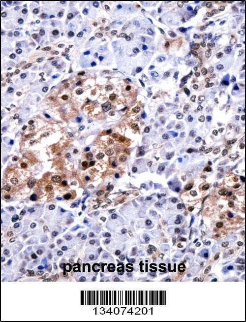 Anti-CUGBP1 (N-term) Antibody